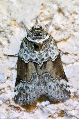 Réf. 335 589 : Nycteola siculana